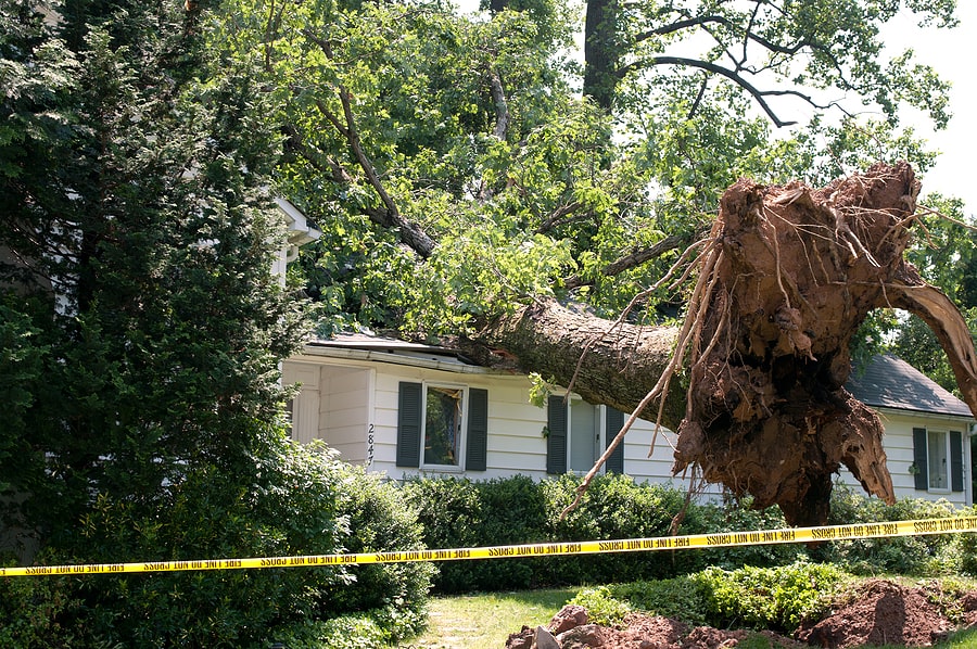 Large Tree Roof Damage