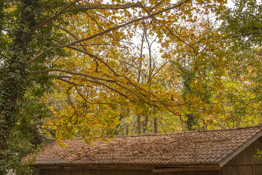 Overhanging Branches Scrape Away Your Roof's Protection