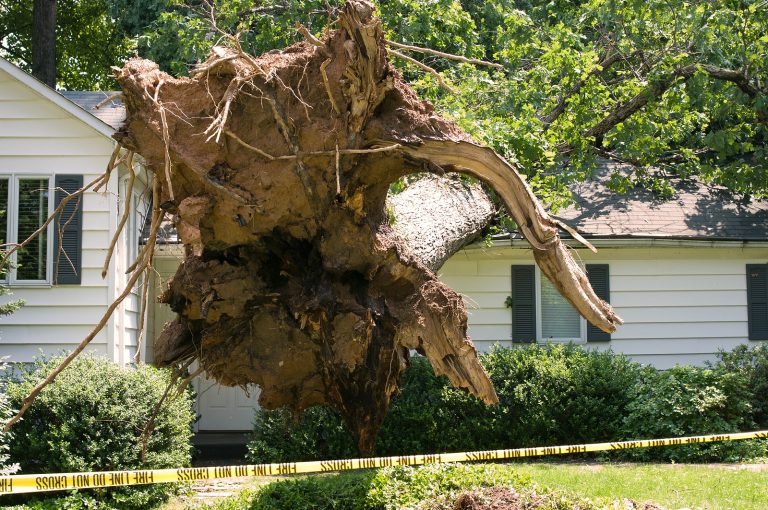 Tree Overhangs And Falling Debris On Roof